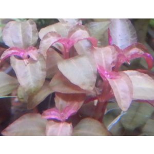 画像: サンフランシスコイレシーヌ5株