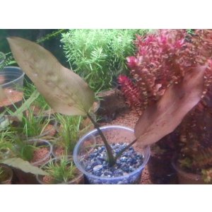 画像: エキノドルスディープパープル