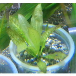 画像: エキノドルス ホレマニーレッドエッジ子株