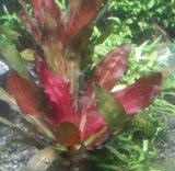 画像: エキノドルス　レッドルビン1株