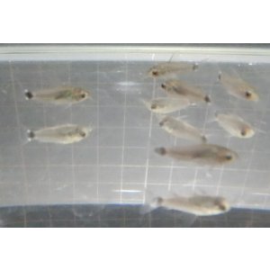 画像: コリドラス ハステータスワイルド1匹