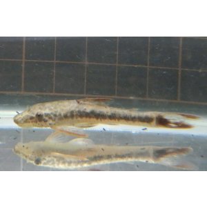 画像: パラオトシン マクリコーダ WILD約6cm前後1匹