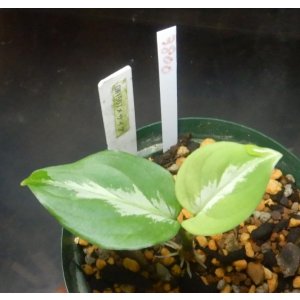 画像: メサイア　現品　