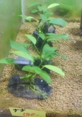 画像: Anナナ溶岩石付き1個