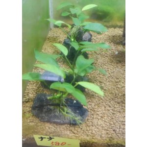 画像: Anナナ溶岩石付き1個