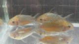 画像: コリドラス・ゲリィ WILD約5.5cm前後1匹