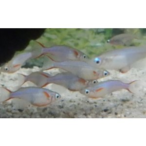 画像: オリジアス・ウォウォラエ　1匹