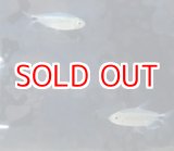 画像: ブルーダイヤモンドコンゴテトラ WILDベア