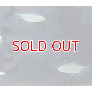 画像: ブルーダイヤモンドコンゴテトラ WILDベア