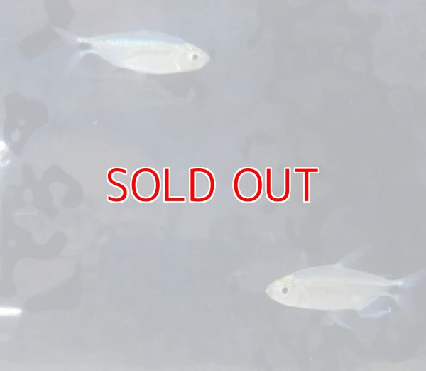 画像1: ブルーダイヤモンドコンゴテトラ WILDベア