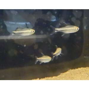 画像:  ハイフェソブリコン・メタエ コロンビア1匹