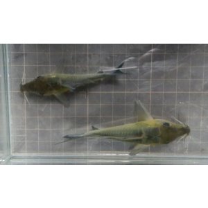 画像: wildコリドラスロングノーズブロキス1匹