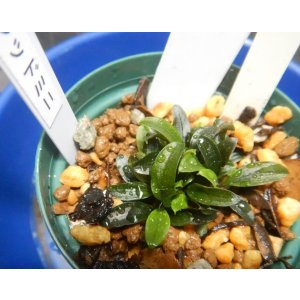 画像: Bucephalandra sp.レッドミニ11