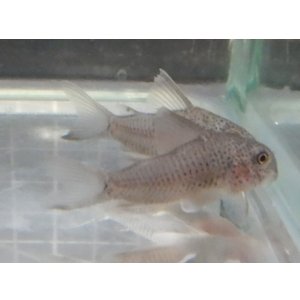 画像: コリドラス アルボリネアータス1匹