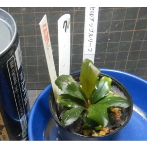 画像: Bucephalandra sp.アップルリーフ7