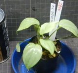 画像: ホマロメナspエメラルドシルバーKn便