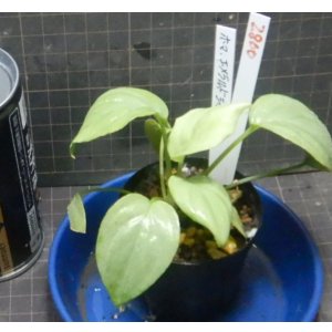 画像: ホマロメナspエメラルドシルバーKn便