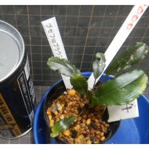 画像: Bucephalandra sp.ブラウニーメタリック14