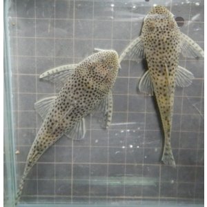 画像: ホワイトクプープレコ1匹