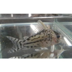 画像: コリドラス プルケールワイルド1匹