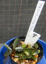 画像: Bucephalandra sp.ブラウニーブルー9