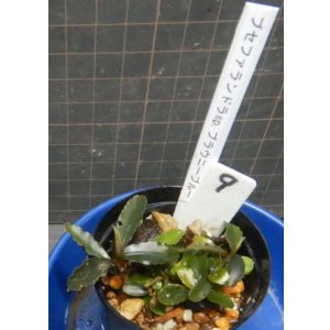 画像: Bucephalandra sp.ブラウニーブルー9