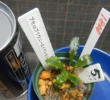 画像: Bucephalandra sp.ブラウニーロイヤルセリ5