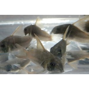 画像: コリドラス コンコロールワイルド2匹