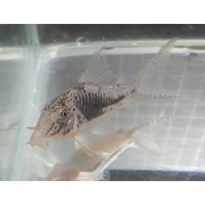 画像: コリドラス サラレエンシスBr1匹