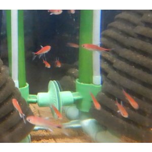 画像: ディープレッドホタルテトラ　1匹　