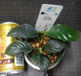 画像: アヌビアス コーヒーフォリア水上