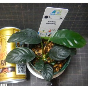 画像: アヌビアス コーヒーフォリア水上