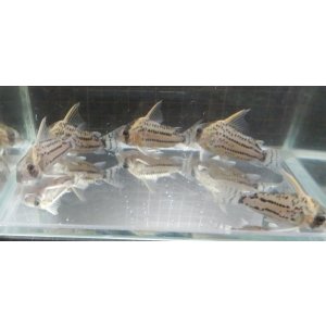 画像: コリドラス・スーパーシュワルツィ（wild）1匹