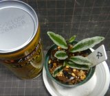 画像: ミクロspホワイトエッジ Bentong産No4