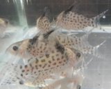 画像: コリドラス・アガシジィワイルドペルー1匹