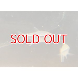 画像: ハイフェソブリコン カントウイ1匹