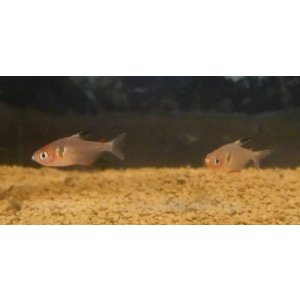 画像: ファイヤーファントム1匹