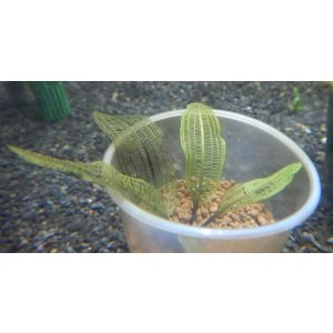 画像: レースプラントマダガスカリエンシス葉付き球根