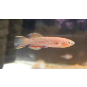 画像: アフィオセミオンガードネリー1ペア 　