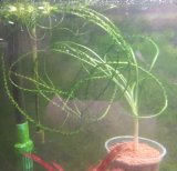 画像: クリナム　カラミストラータム