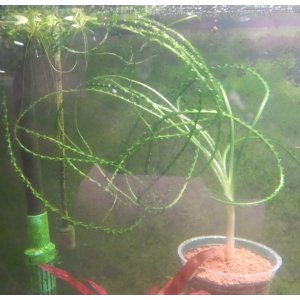 画像: クリナム　カラミストラータム