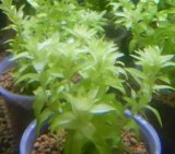 画像: スターレンジ現品（画像の量）