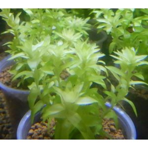 画像: スターレンジ現品（画像の量）