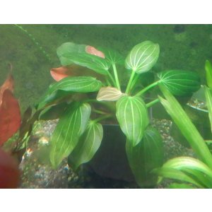 画像: エキノドルス sp イグアス2009良株