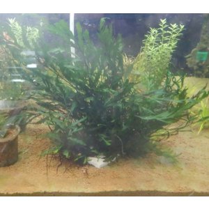 画像: ボルビティス良株