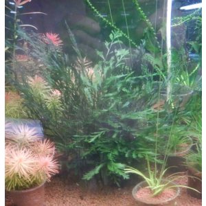 画像: ボルビティス良株