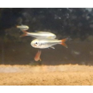 画像: ハイフェソブリコン　ロレトエンシスwild　1匹