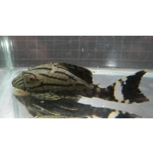 画像: グリーンロイヤルプレコ　1匹（wildコロンビア）約11cm
