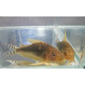 画像: コリドラスゴッセイ　WILD1匹