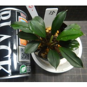画像: Bucephalandra sp.ディープブルー　N15